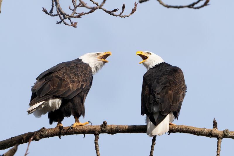 This pair of bald eagles seem to disagree about something while perched in a tree in Union Bay, Seattle.  AP