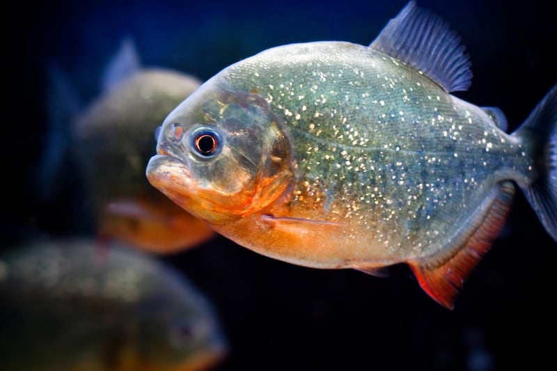 One thousand piranha fish have been released into the waters at the popular indoor attraction. Courtesy The Green Planet 
