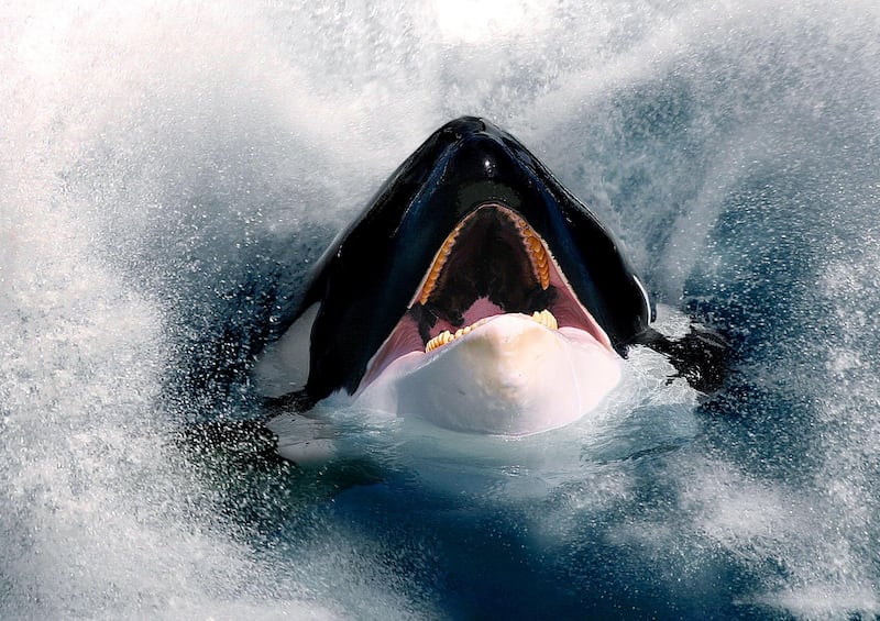 EBR2F1 orca, great killer whale, grampus (Orcinus orca), hesd with open mouth looking out of the sea