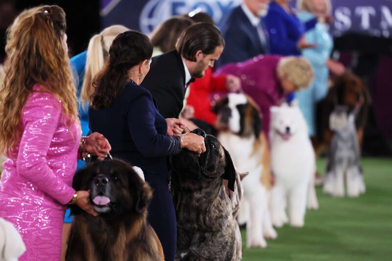 Dog owners prepare to participate in the Working group judging event. Getty Images