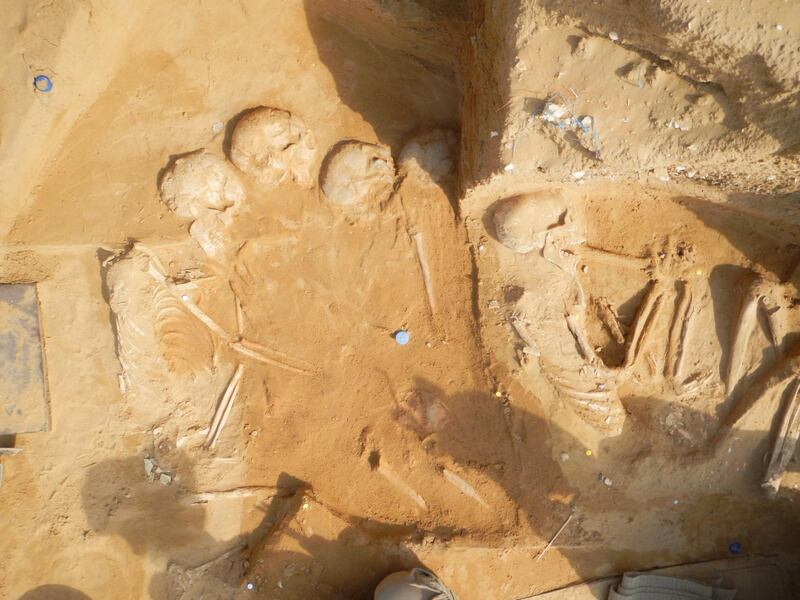The five skeletons that were discovered during excavations between 2012 and 2013 Umm Al Quwain Al Shabika site. Courtesy Rania Kannouma, head of the archaeology department at UAQ Department of Tourism and Archaeology.