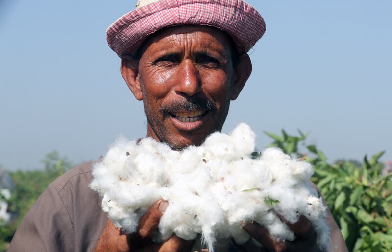 A farmer poses with harvested cotton at a field in Kafr El Sheikh governorate, north of Cairo.