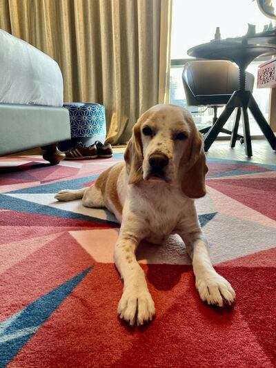 Dogs are welcome at the stylish Hotel Indigo Dubai Downtown