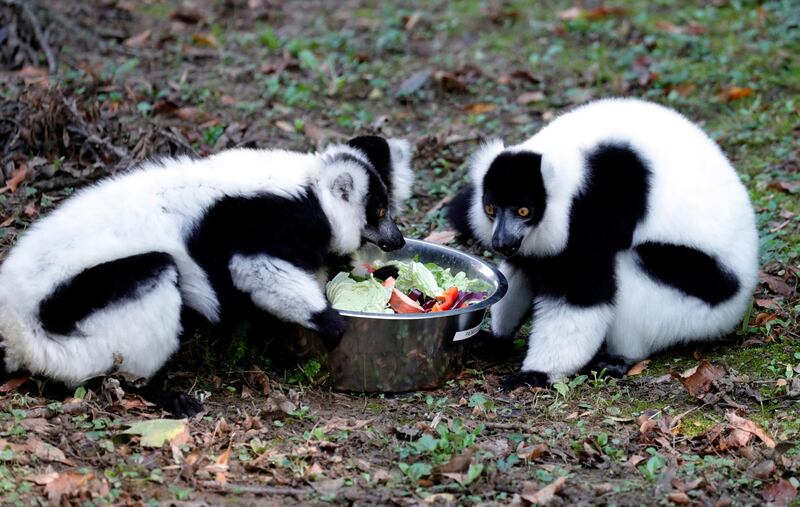 Baby black-and-white ruffed lemur (Varecia variegate) feeding on fruit and vegetables in Zoo park  in  Zagreb, Croatia.  EPA