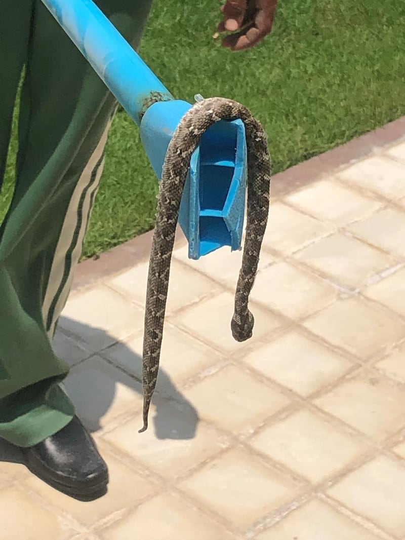 Pest controllers have been called in by residents like Jamal Guergour, who are seeing desert snakes in their properties. They have blamed the lack of a boundary wall for the community. Courtesy: Jamal Guergour