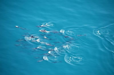 A pod of dolphins in the waters off the Abu Dhabi coast. Environment Agency Abu Dhabi