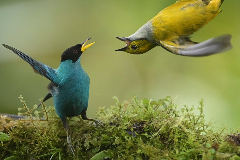 Birds featured during the 2024 Colombian Bird Fair, which runs until February 18, in Valle del Cauca, Colombia. AFP