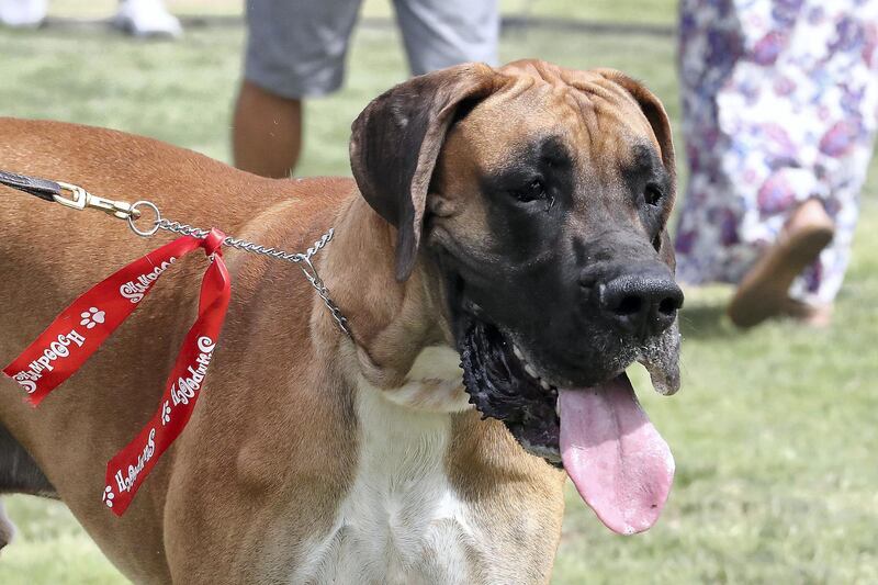 ABU DHABI , UNITED ARAB EMIRATES , APRIL 13   – 2018 :- One of the pet during the pet festival held at DU arena on Yas Island in Abu Dhabi. ( Pawan Singh / The National ) For News