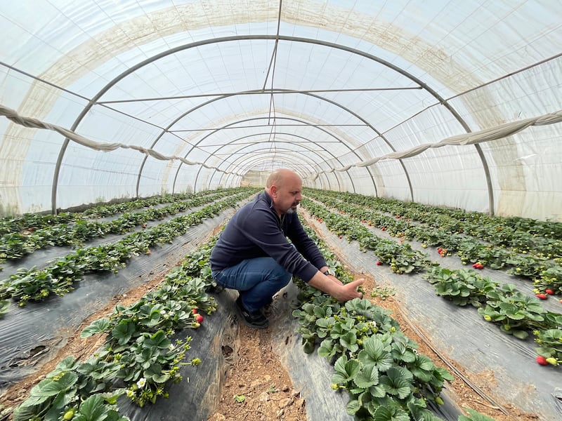 Yacoub Miguel at his strawberry farm in Amman. Khaled Yacoub Oweis / The National