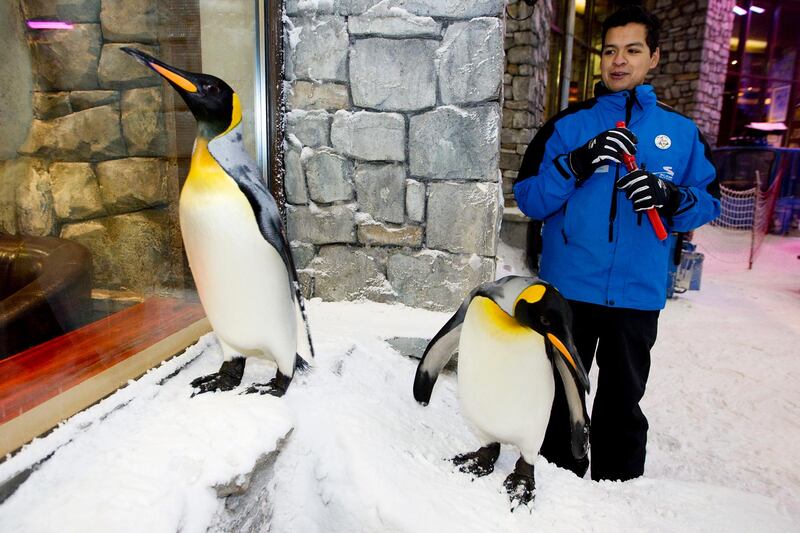 Dubai, Jan 30th, 2012 -- Trainer Ricardo Hernandez watches as penguins climb up a ramp. A colony of snow penguins  from Sea World in San Antonio will move into Ski Dubai in Mall of Emirates starting in February 2012. Visitors to ÔSnow Penguins at Ski DubaiÕ will get a chance to get up close and personal with the birds and learn about them. Photo by: Sarah Dea/ The National