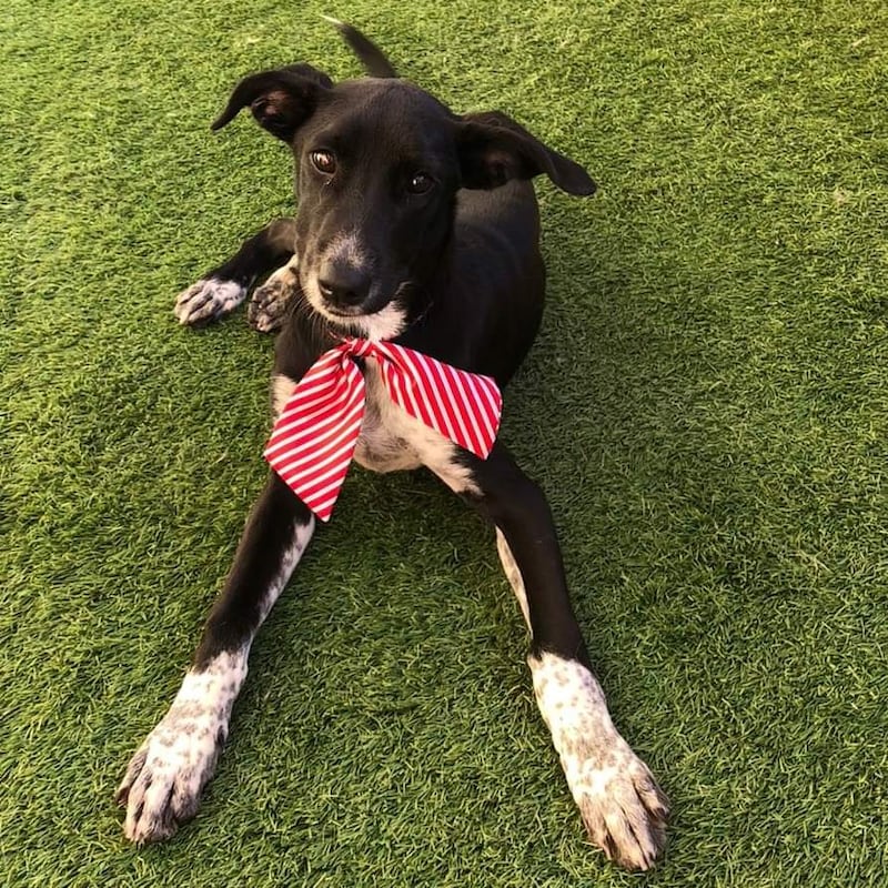 Baker is a puppy aged 5 months, currently with the UAQ Stray Dogs Centre. Baker will grow into a large dog and is potty trained, fully vaccinated and microchipped. Photo: UAQ Stray Dogs Centre
