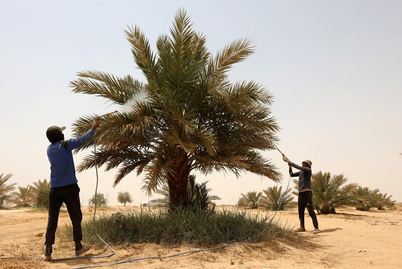 The administration of the Shiite holy shrines in Karbala have launched a campaign to plant thousands of trees in the outskirts of the holy city in southern Iraq. All photos: EPA