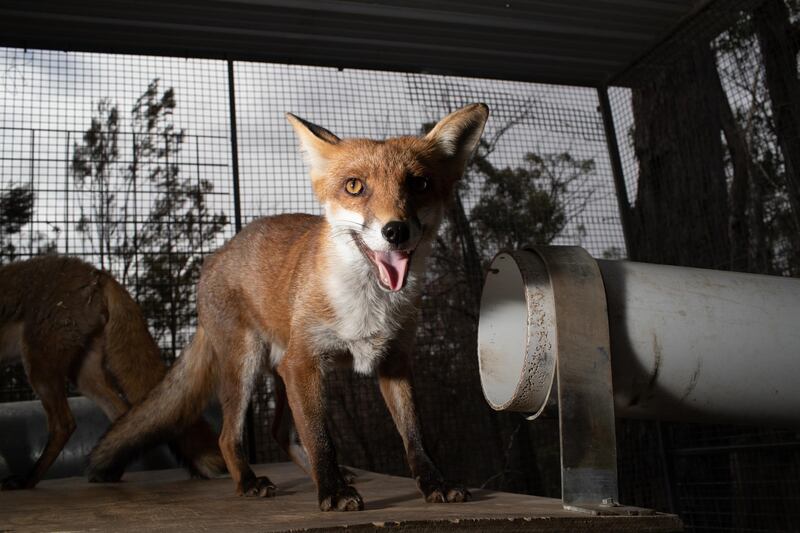 A rescued fox stands in a recovery centre for foxes and dingos  near Bungendore, Australia. Getty Images