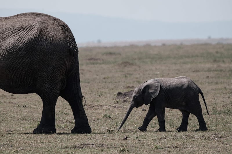 An elephant cub follow the mother in the Masai Mara game reserve in Kenya.  AFP