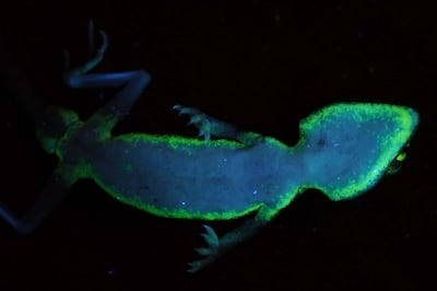 The underside of a dune sand gecko under UV light. Photo: Dr Bernat-Burriel-Carranza