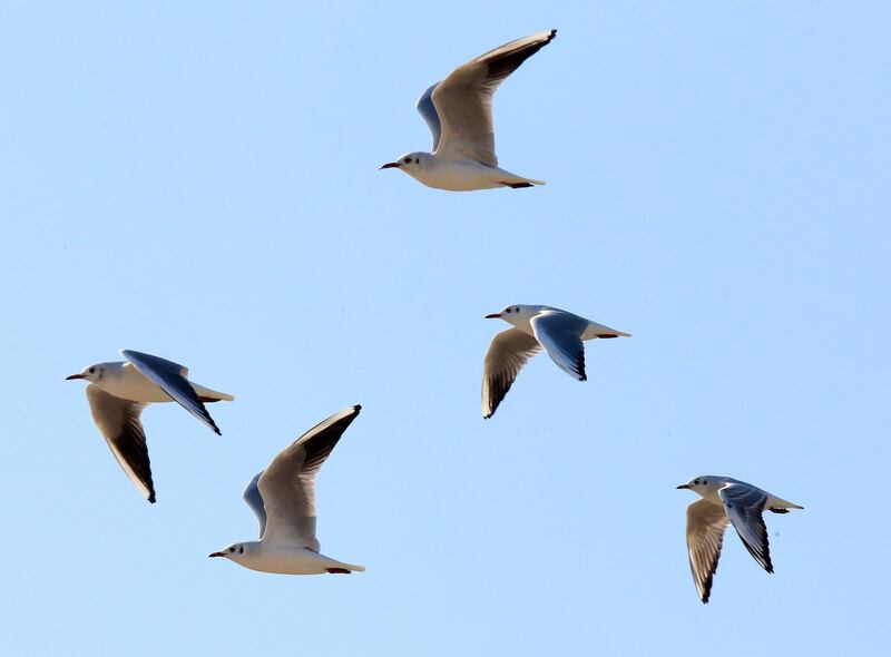 Seagulls fly over Gulf waters north of Kuwait City. AFP