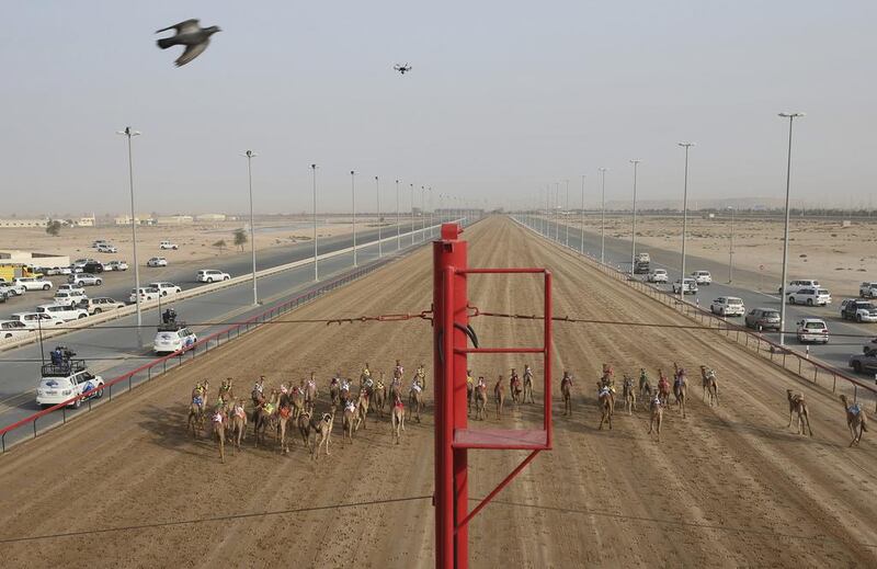 Camel owners in their SUVs follow their camels as a race starts at the Al Marmoom Camel Racetrack.