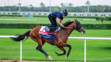 Newgate, who will have Frankie Dettori as his jockey on Saturday for the Dubai World Cup, on the Meydan main track ahead of the big race. Photos: Dubai Racing Club/Liesl King