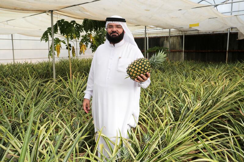 Abdullatif Al Banna grows thousands of pineapples without soil at greenhouses at his farm in Al Aweer. All photos: Pawan Singh / The National