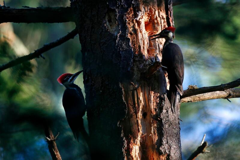 A pair of pileated woodpeckers team up in pursuit of insects on a dead pine tree in Freeport, Maine, USA. AP Photo