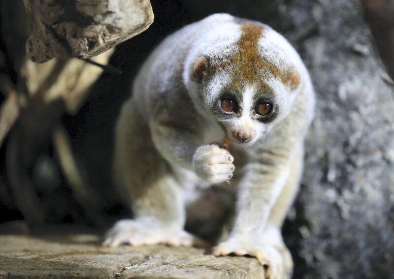 Dubai, United Arab Emirates - Reporter: N/A. News. Environment. Lonely is the name of the new father. This is the first recorded birth of a Slow Loris in a zoological facility in the UAE. On average, less than 10 born at zoological facilities world-wide every year. Father and mother were rescued after being victims of the illegal wildlife trade. Thursday, July 9th, 2020. The Green Planet, Dubai. Chris Whiteoak / The National