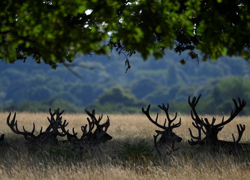 Deer rest in the shade at London's Richmond Park. Reuters