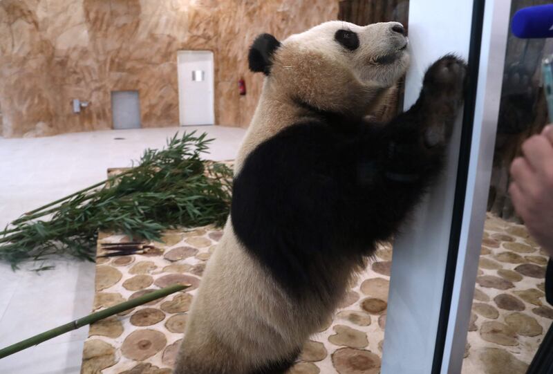A Chinese giant panda in an enclosure at the Panda park in Al Khor. AFP