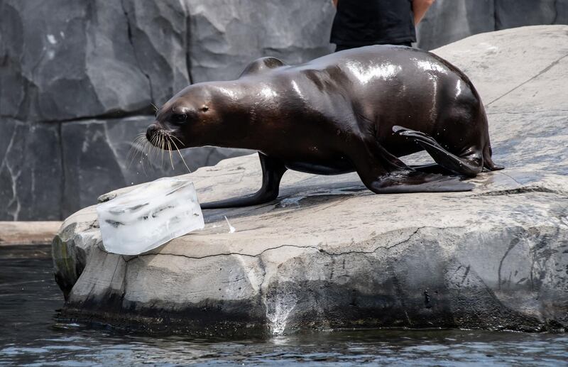 An sealion keeps cool with a seafood-flavoured frozen treat at the Paris Zoological Park.  AFP