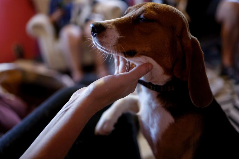 Volunteers will help them adjust the dogs to people before they are sent to foster homes or adopted. Getty Images / AFP
