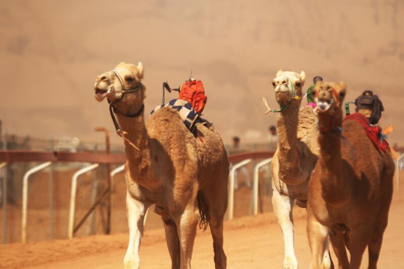 Jordanian Bedouins prepare to race camels using robotic jockeys at the Sheikh Zayed track in the town of al-Disi in the desert of Wadi Rum valley, on November 9, 2019. (The National)