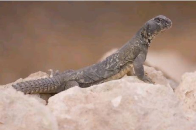 The Egyptian spiny-tailed lizard, locally known as the dhub, is one of the favourite lizards of visitors to the Al Ain Zoo.