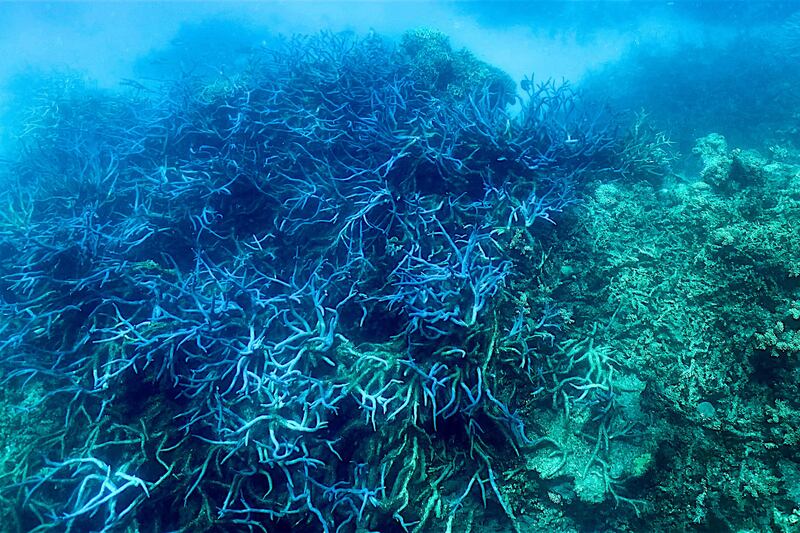 Weeks of unseasonably warm weather is causing the worst mass bleaching in two years