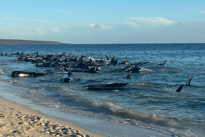 Pilot whales stranded at Toby's Inlet near Dunsborough in Western Australia. AFP