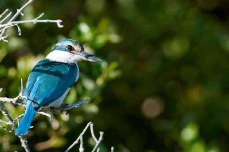 The white-collared kingfisher lives only in the mangroves of Kalba and two small sites in Oman.