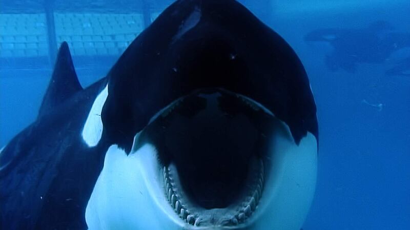 'Blackfish' (2013) This eye-opening documentary tells the story of Tilikum, an orca held in captivity at SeaWorld Orlando, shedding light on the life of captive killer whales. When the film came out, SeaWorld suffered huge losses. In 2016, and under immense pressure, the theme park announced it would end its orca breeding programme and remove the mammals from performances. It’s a real tearjerker, an important story and a must-see. Samia Badih, arts editor. Magnolia Pictures