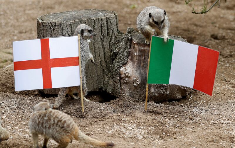 Meerkats display their footballing allegiances at ZSL London Zoo.