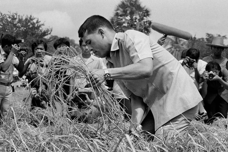 Maha Vajiralongkorn harvests rice in Suphan Buri province, near Bangkok in 1986.  AFP