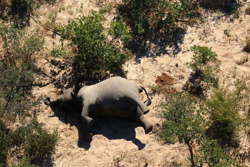 Aerial view of the carcass of one of the approximately 350 elephants that have been found dead for unknown reasons in the Okavango Delta area, near the town of Maun, northern Botswana. This unprecedented death toll for the pachyderms does not appear to be related to poaching, as their coveted ivory tusks are still attached to the corpses. Authorities are performing various tests to determine the cause of death.  EPA