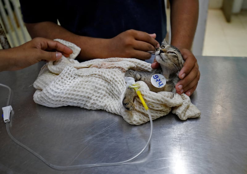 The Jivdaya Charitable Trust is treating birds and animals for dehydration, disorientation, fractures and other injuries due to the searing heat. Reuters