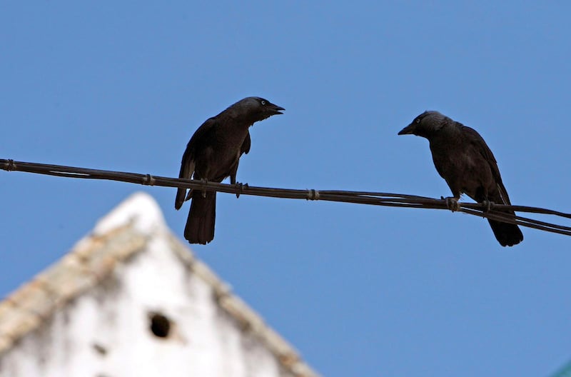 epa01373162 Two rooks rest on a wire after they attacked several passers-by 08 June 2008 in downtown Seville, Andalusia region, southern Spain. The birds attacked everybody who were walking past near of their chicks as the rooks' chest had fallen to the ground. Nobody was injured.  EPA/EDUARDO ABAD *** Local Caption *** 01373162