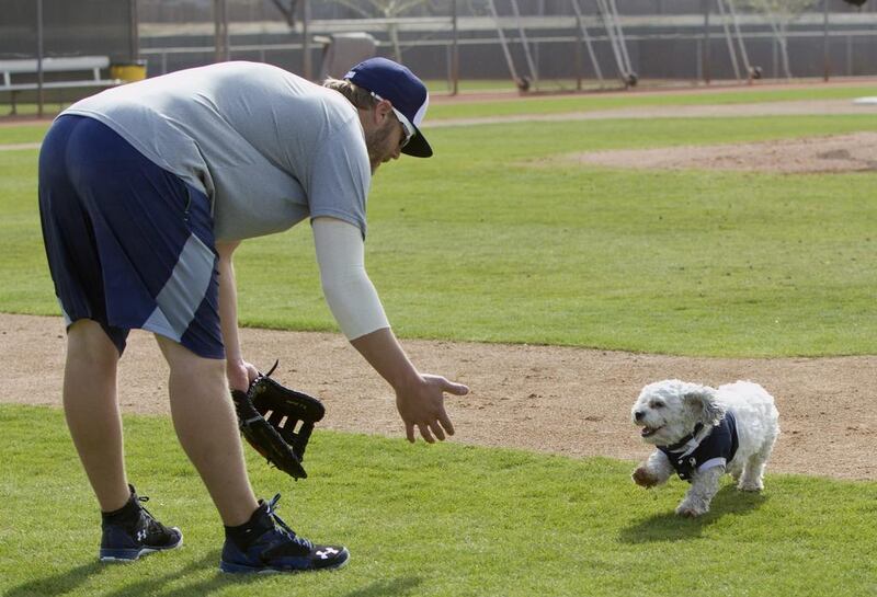Brewer non-roster invitee infielder Mark Reynolds plays with Hank, a stray dog that the Brewers recently found wandering their practice fields at Maryvale Baseball Park, during spring training on February 21, 2014, in Phoenix. The team and staff have been taking care of Hank since he was found at the park on President’s Day. Hank is named after Hank Aaron. AP Photo / Cheryl Evans