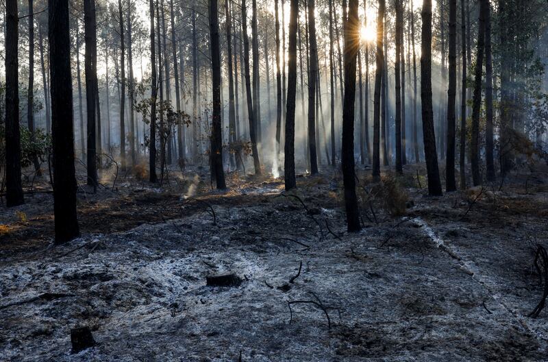 Trees and vegetation burnt by a major fire in Hostens, as wildfires continue to spread in the Gironde region of south-western France. Reuters