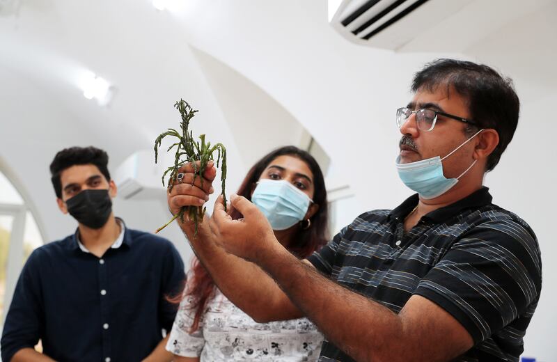 One of the scientists showing some of the salicornia to students at the International Centre for Biosaline Agriculture in Dubai.