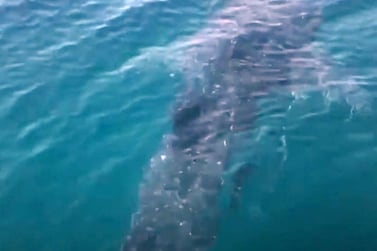 A whale shark was spotted off the coast of Fujairah on March 7. Characterised by their enormous open mouths, the gentle giants pose no threat to humans. The National