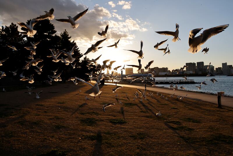 A pack of seagulls fly at the waterfront area at Odaiba Marine Park in Tokyo, Japan. Reuters