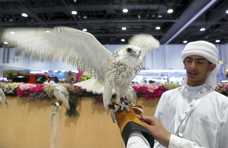 ABU DHABI ,  UNITED ARAB EMIRATES , AUGUST 27 – 2019 :- Visitor looking the Falcon at the Falcon Center during the ADIHEX 2019 held at ADNEC in Abu Dhabi. ( Pawan Singh / The National ) For News/Online/Instagram/Big Picture. Story by Daniel 