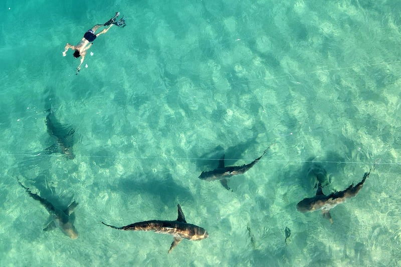 Sandbar and dusky sharks off the coast of Israel in December 2022. Dusky sharks are in decline across the region. AFP
