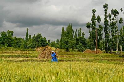 A farmer reaps in a rice field on the outskirts of Srinagar this month. Rural distress is expected to be a talking point in the next election. AFP