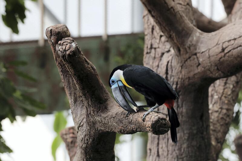 Dubai, United Arab Emirates - July 03, 2019: Channel billed toucan. The Green Planet for Weekender. Wednesday the 3rd of July 2019. City Walk, Dubai. Chris Whiteoak / The National