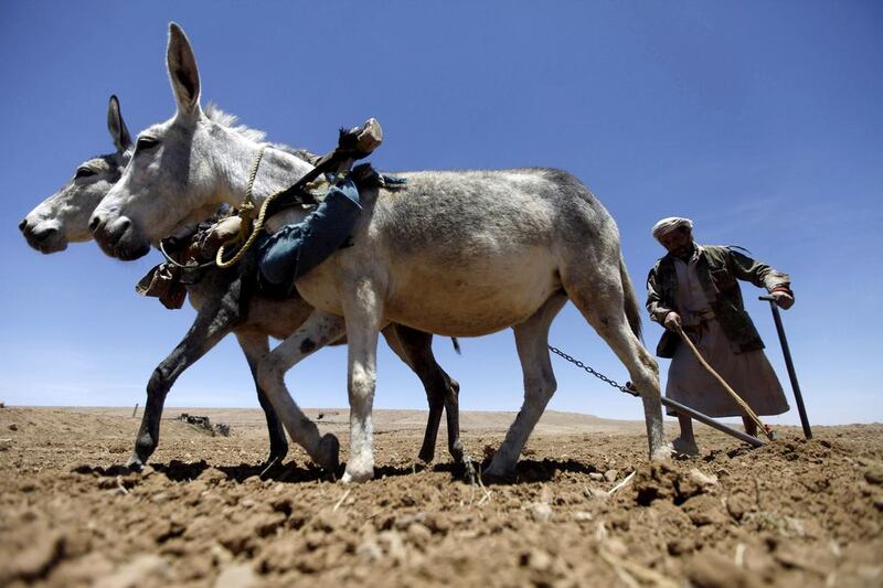 A farmer ploughs the land with his donkeys on the outskirts of the Yemeni capital, Sanaa. A diesel shortage has inflicted heavy losses on farmers needing fuel to generate irrigation pumps on their lands, according to local media. (Mohamed al-Sayaghi / Reuters / April 18, 2014)